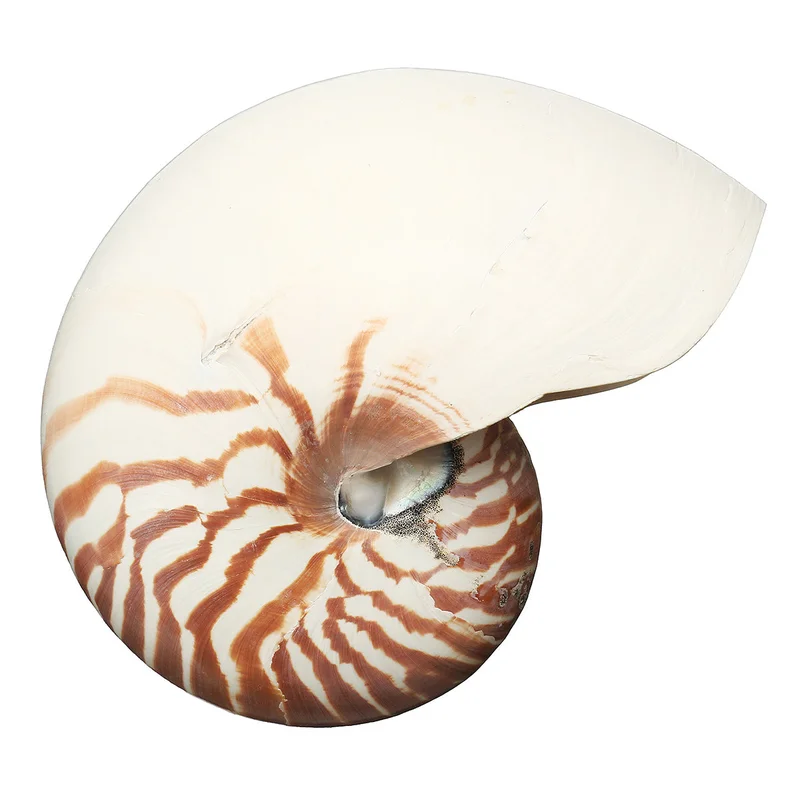 allesxl2498949