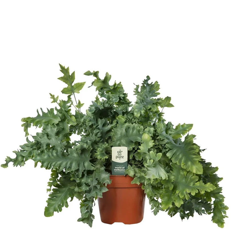 welkoop2904728