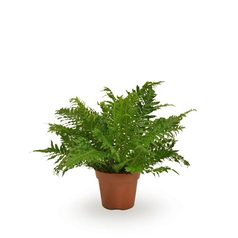 welkoop2904767